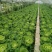 麻叶菜大量供应、产地直销、质量保证、欢迎采购