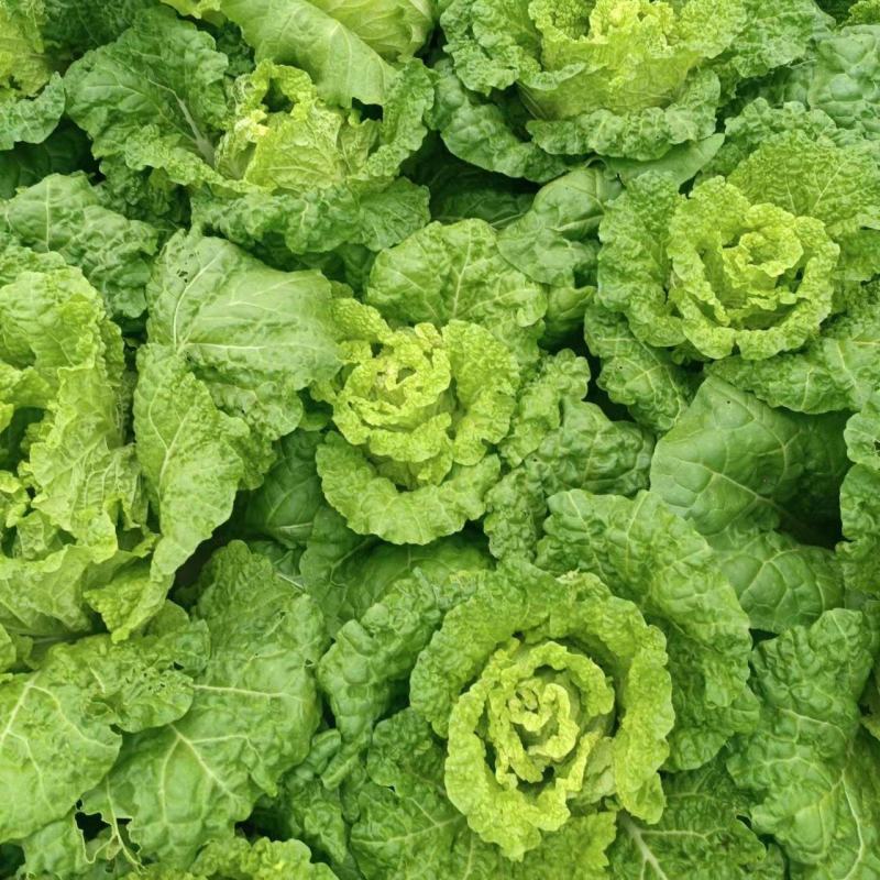 麻叶菜大量供应、产地直销、质量保证、欢迎采购