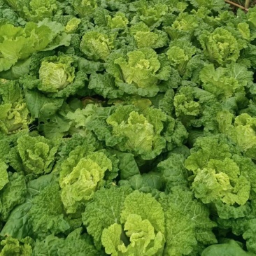 麻叶菜大量供应、产地直销、质量保证、欢迎采购