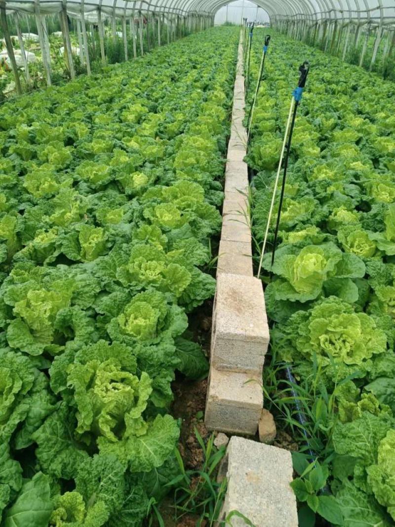 麻叶菜大量供应、产地直销、质量保证、欢迎采购