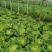 麻叶菜大量供应、产地直销、质量保证、欢迎采购