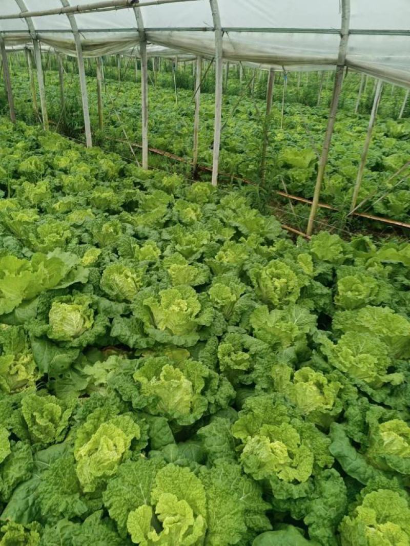 麻叶菜大量供应、产地直销、质量保证、欢迎采购