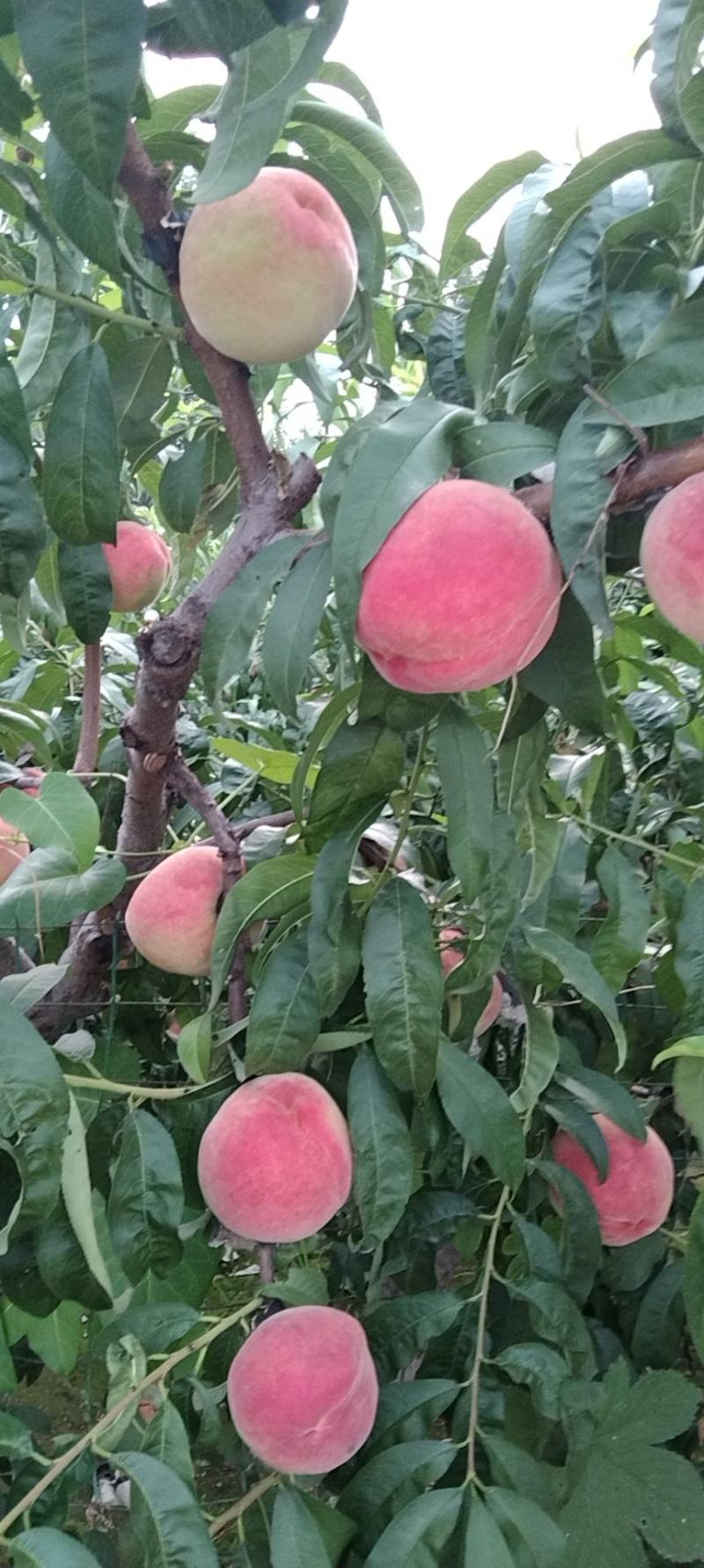 永清县石各庄鲜桃