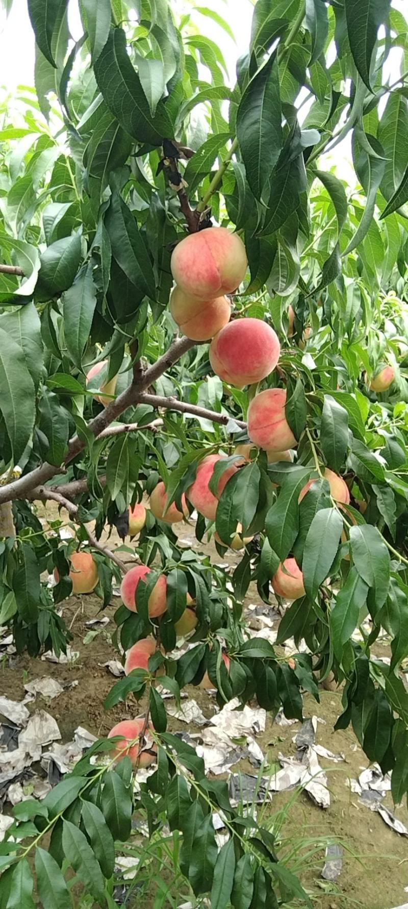 永清县石各庄鲜桃