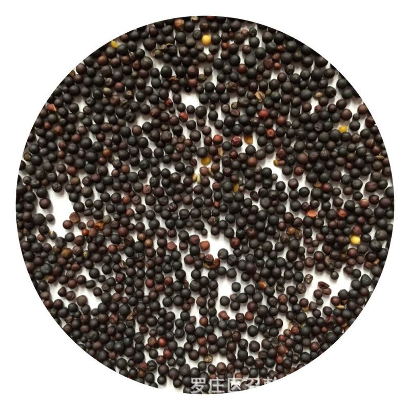 油菜籽现货供应油菜籽炸油专用原料五谷杂粮袋装50斤