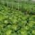 麻叶菜大量供应、质量保证、欢迎采购1111111