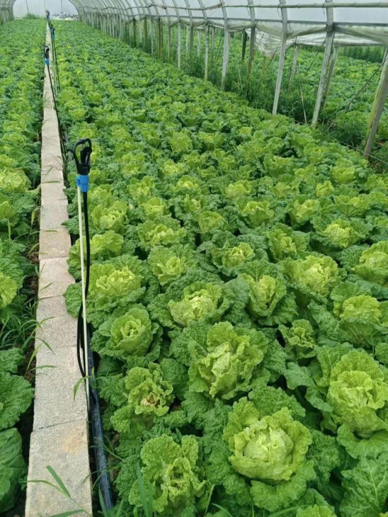 麻叶菜大量供应、质量保证、欢迎采购111111