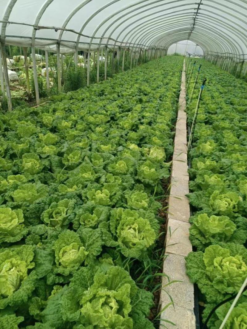 麻叶菜大量供应、质量保证、欢迎采购111111