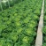 麻叶菜大量供应、质量保证、欢迎采购111111