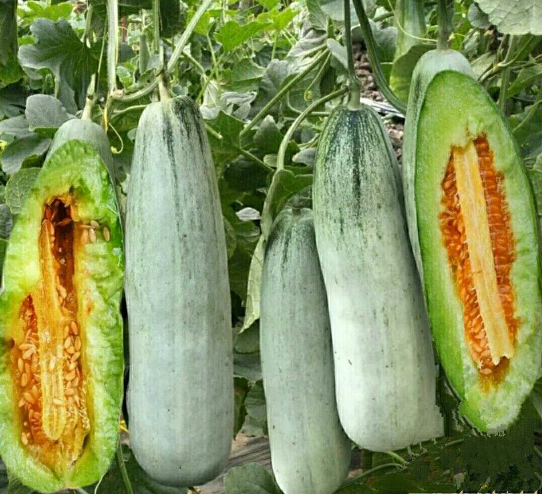 冷藏后的羊角蜜甜瓜切块,果肉晶莹剔透,适合夏季食用 羊角蜜甜瓜切块冷藏展示