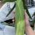 自产自销白糯香甜玉米🌽万糯2000糯玉米