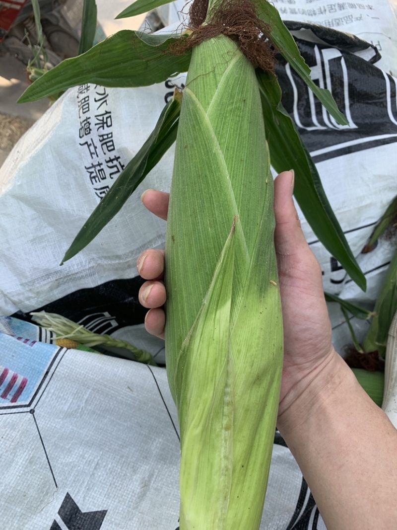 自产自销白糯香甜玉米🌽万糯2000糯玉米