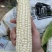 自产自销白糯香甜玉米🌽万糯2000糯玉米