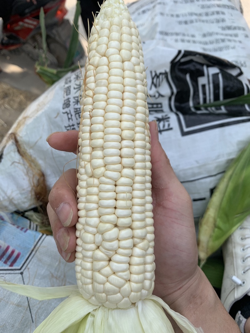自产自销白糯香甜玉米🌽万糯2000糯玉米