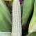 自产自销白糯香甜玉米🌽万糯2000糯玉米