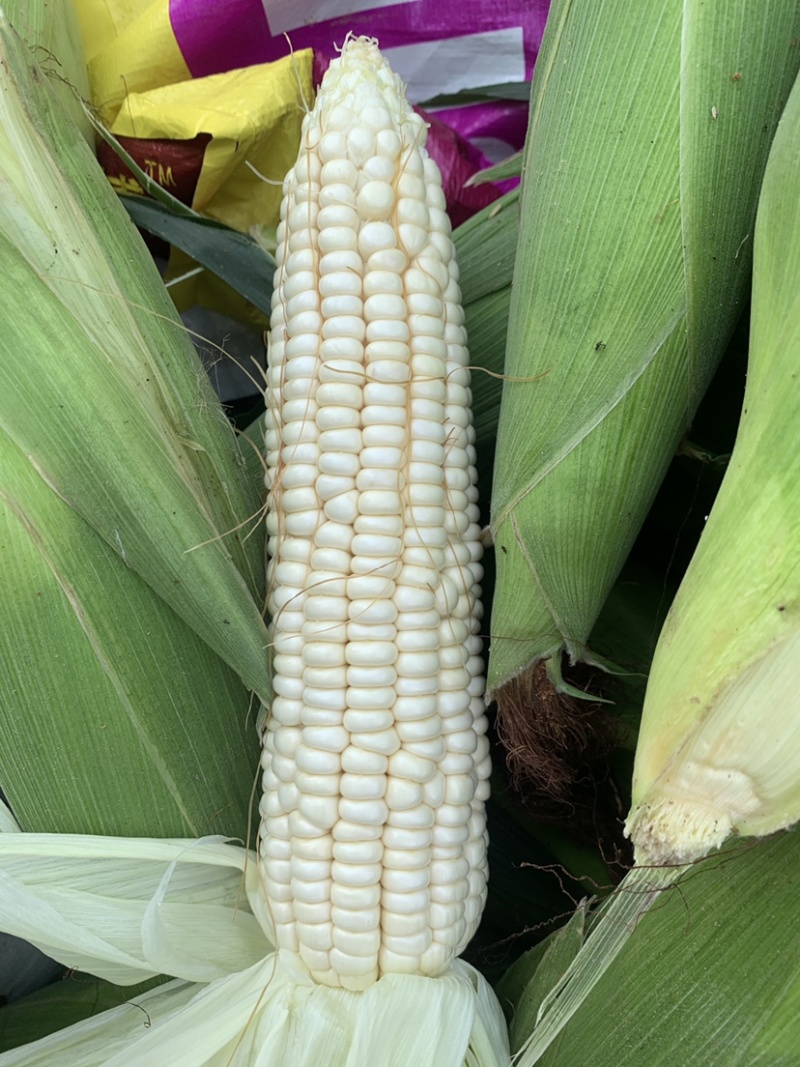 自产自销白糯香甜玉米🌽万糯2000糯玉米