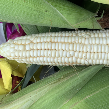 自产自销白糯香甜玉米🌽万糯2000糯玉米