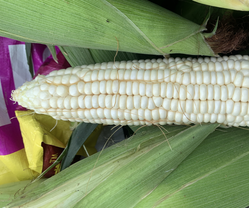 自产自销白糯香甜玉米🌽万糯2000糯玉米