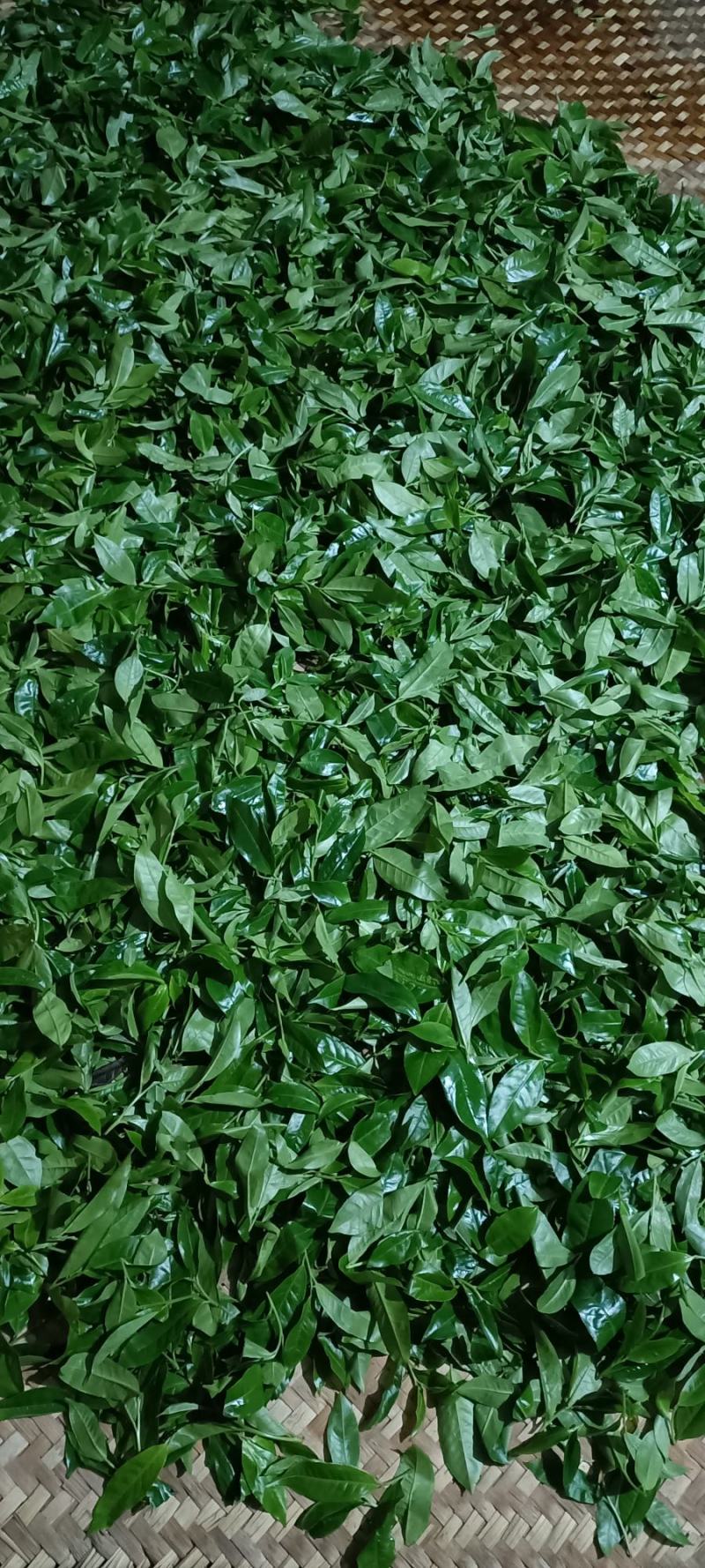 源头茶农自己家的古树茶，都是手工铁锅炒制