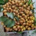 广东黄皮大量上市，果头大，颜色鲜，产地直供，欢迎订购