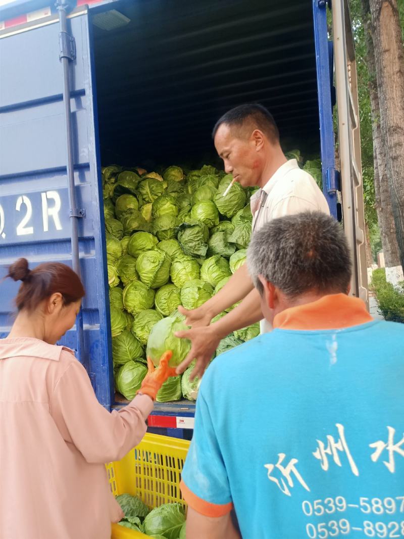 平邑甘蓝【中甘21】2到3斤，可视频看货，对接商超加工厂