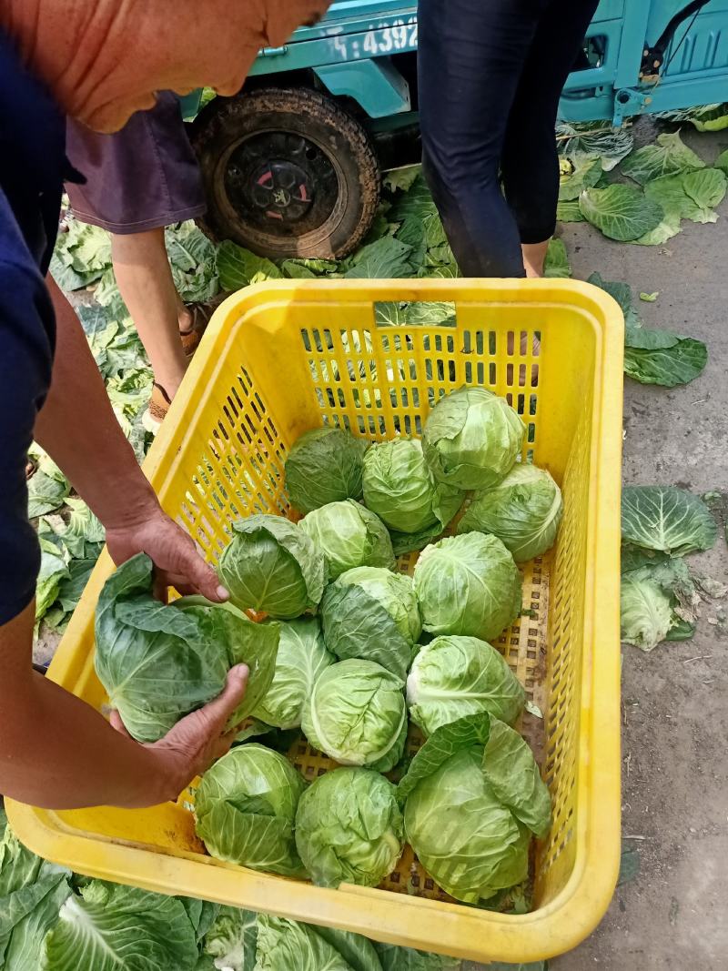 平邑甘蓝【中甘21】2到3斤，可视频看货，对接商超加工厂