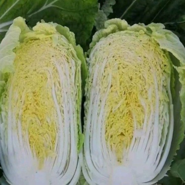 翡翠绿黄心白菜