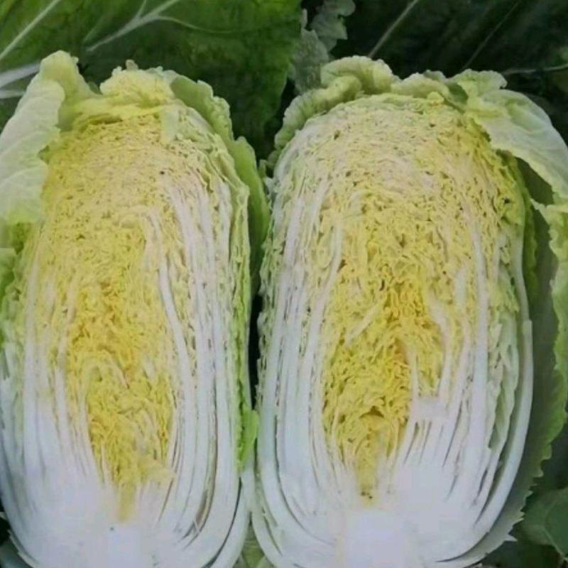 翡翠绿黄心白菜
