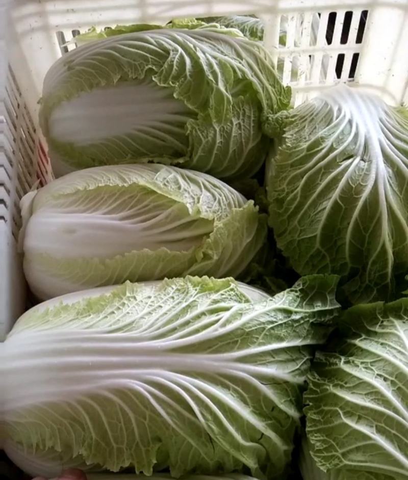 翡翠绿黄心白菜