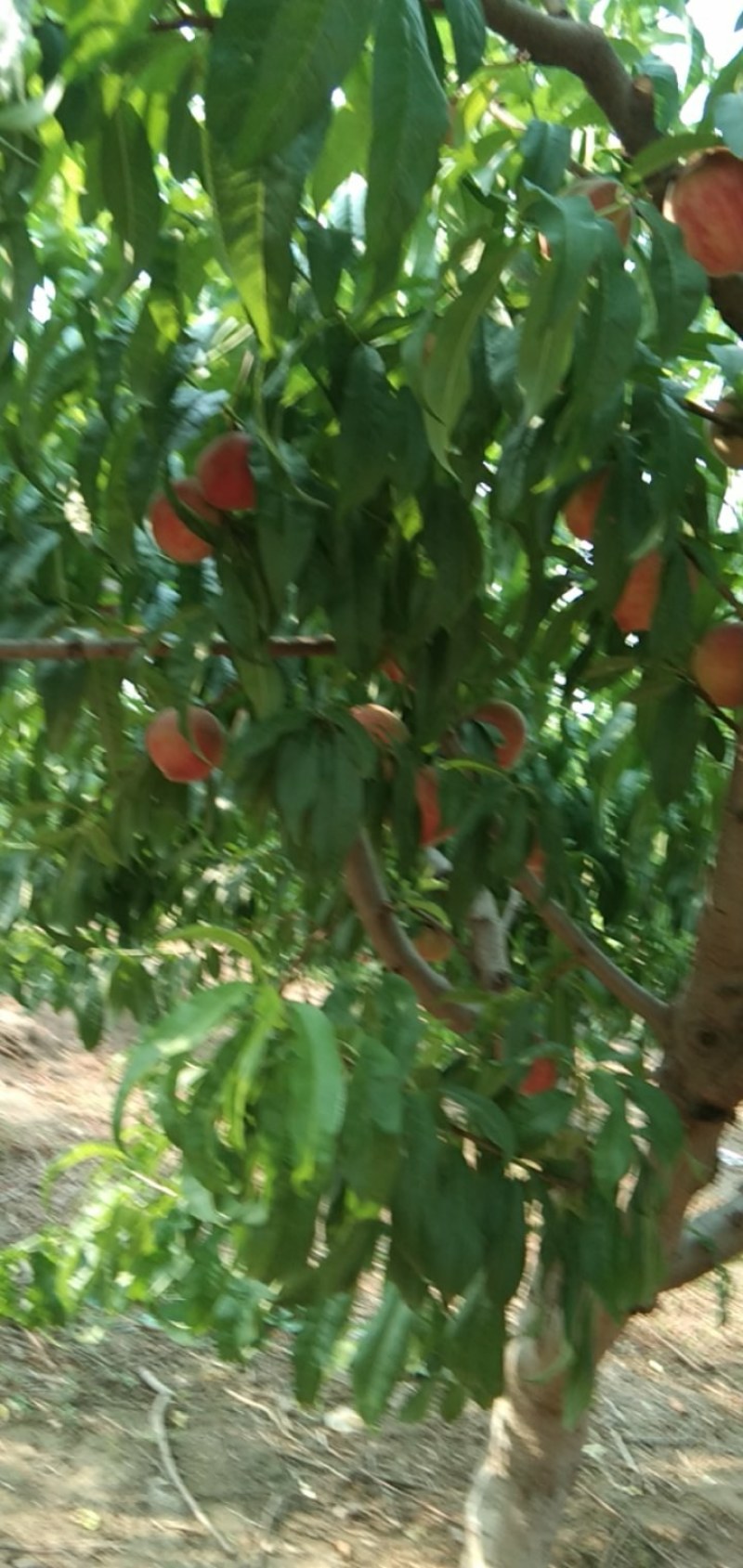 各种桃子