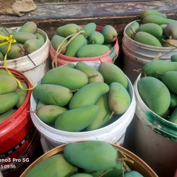 广西精品金煌青芒大量现货！专业代收代发电市超美社！