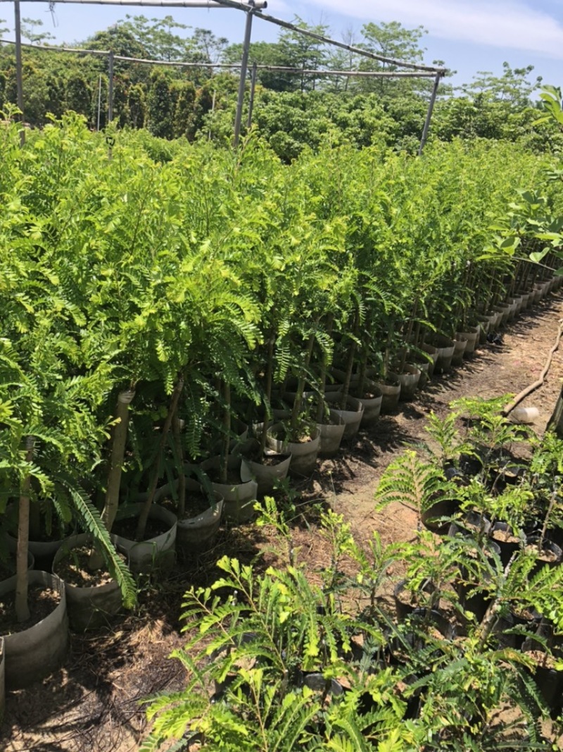 甜种油甘苗0.6—3公分头径