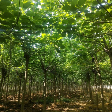 截头发冒梓树8-14公分梓树量大10公分梓树12公分梓树