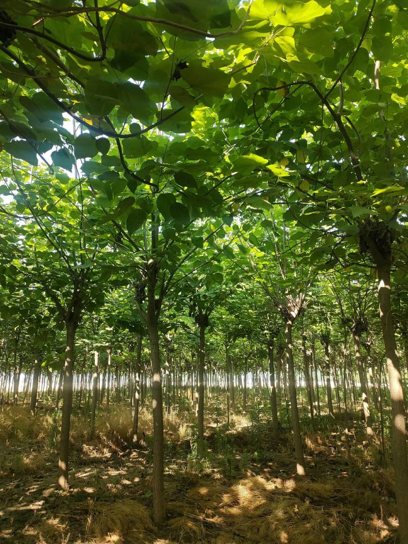 截头发冒梓树8-14公分梓树量大10公分梓树12公分梓树
