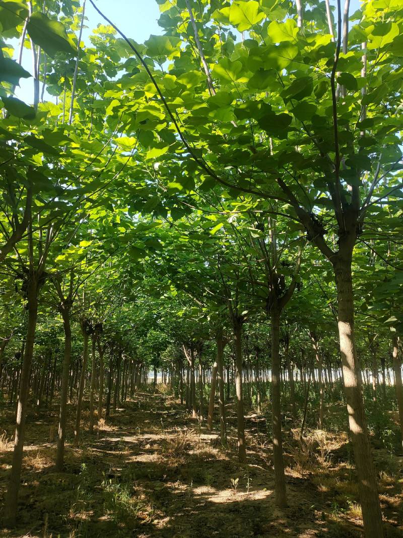 截头发冒梓树8-14公分梓树量大10公分梓树12公分梓树