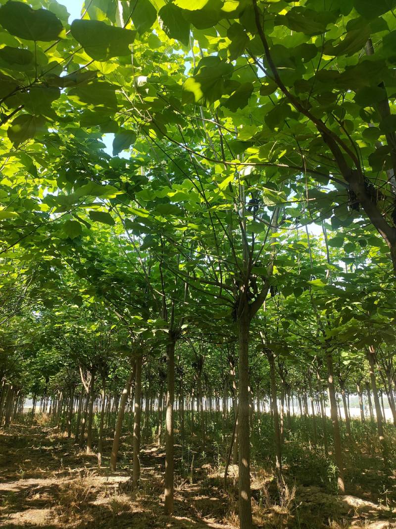 截头发冒梓树8-14公分梓树量大10公分梓树12公分梓树