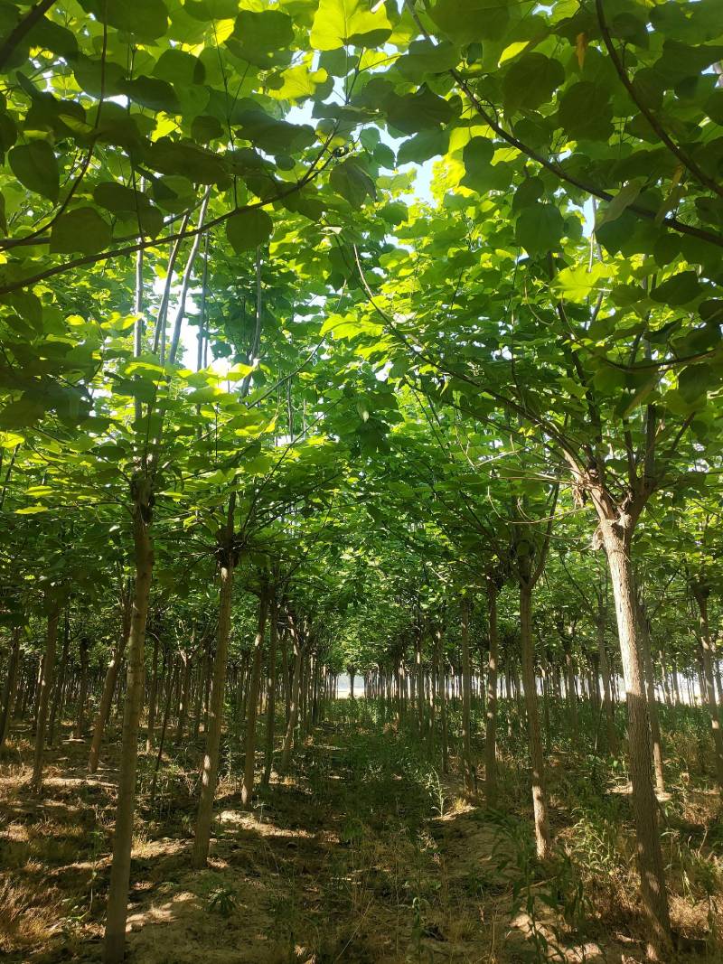截头发冒梓树8-14公分梓树量大10公分梓树12公分梓树