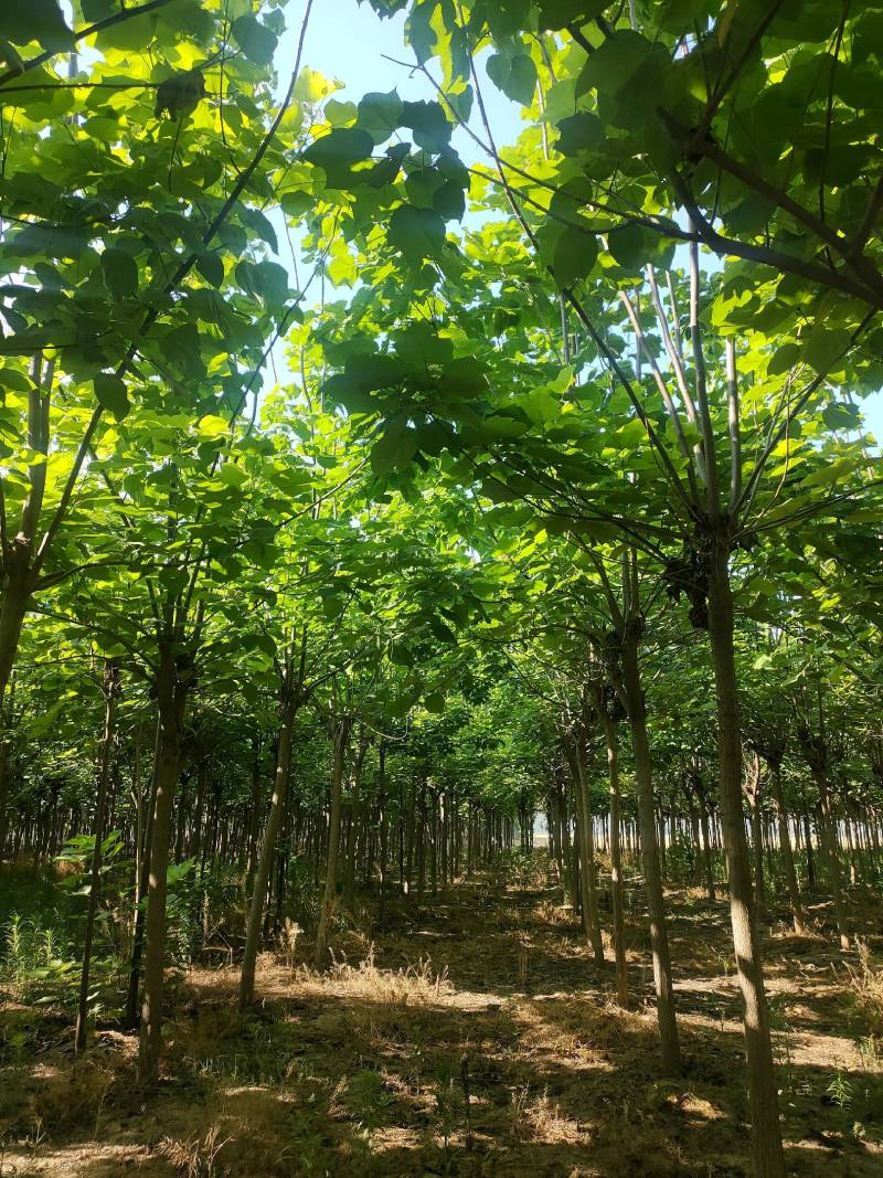 截头发冒梓树8-14公分梓树量大10公分梓树12公分梓树