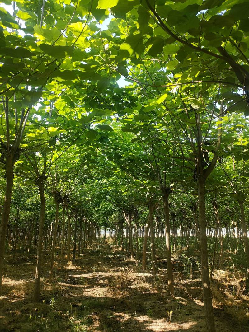 截头发冒梓树8-14公分梓树量大10公分梓树12公分梓树