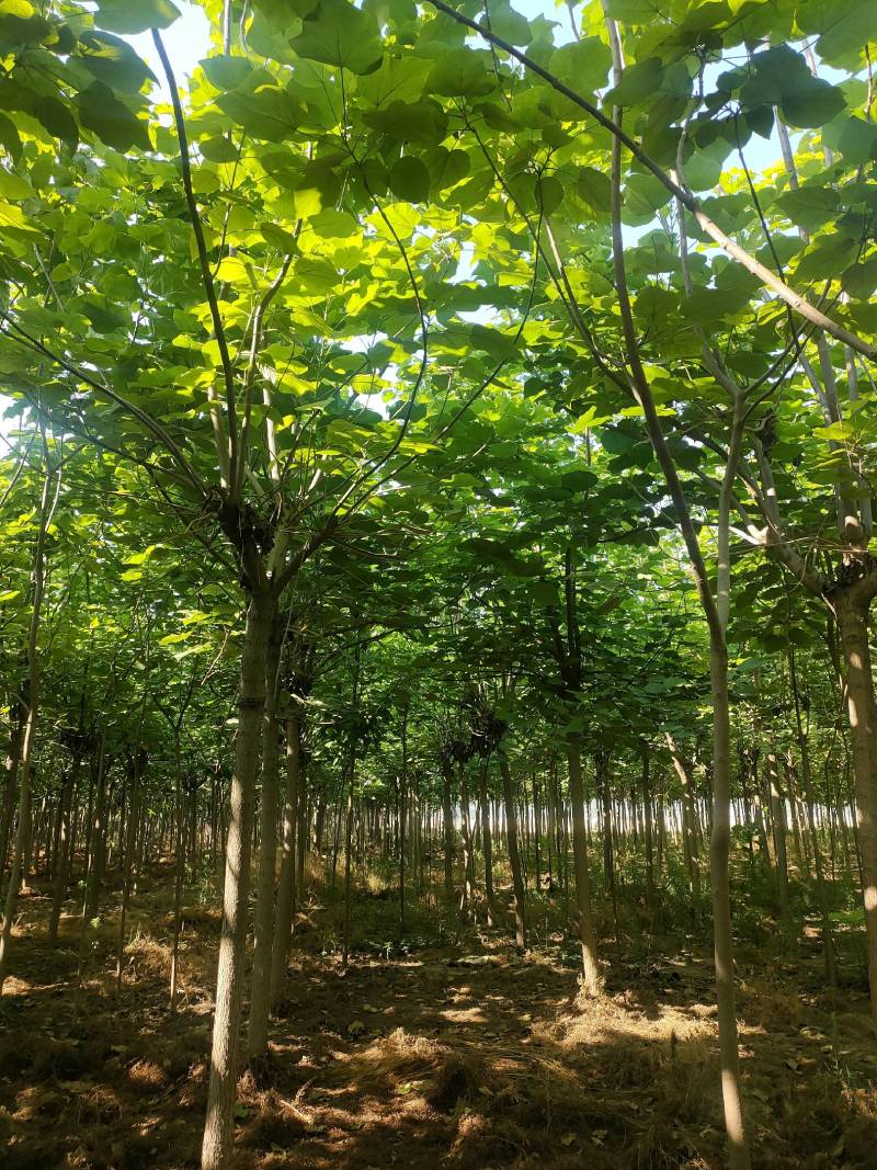 截头发冒梓树8-14公分梓树量大10公分梓树12公分梓树