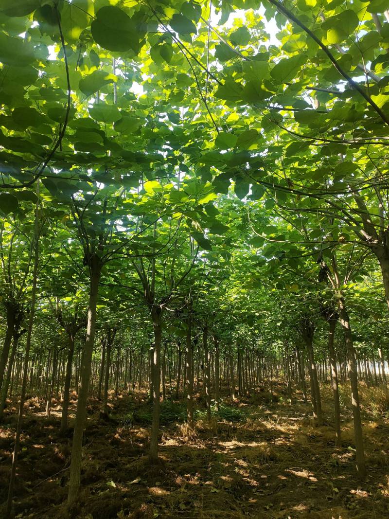 截头发冒梓树8-14公分梓树量大10公分梓树12公分梓树