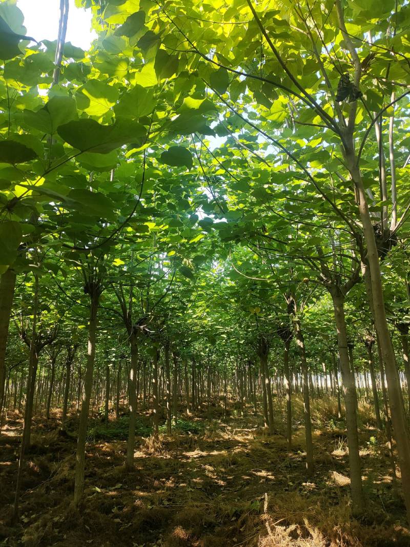 截头发冒梓树8-14公分梓树量大10公分梓树12公分梓树