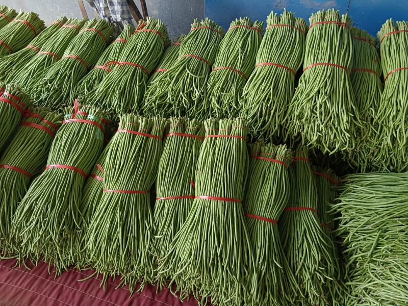 兰陵县青条豆角大量上市60以上一手货源质量保证代发全国