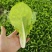 小白菜快菜航白菜小青菜视频看货代收代办，产地直供保质保量