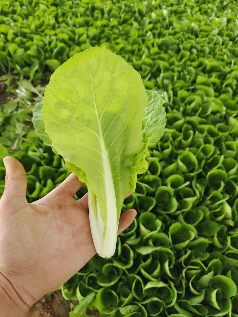小白菜快菜航白菜小青菜视频看货代收代办，产地直供保质保量