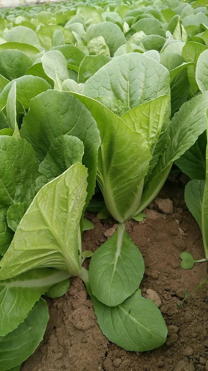 小白菜快菜航白菜小青菜视频看货代收代办，产地直供保质保量