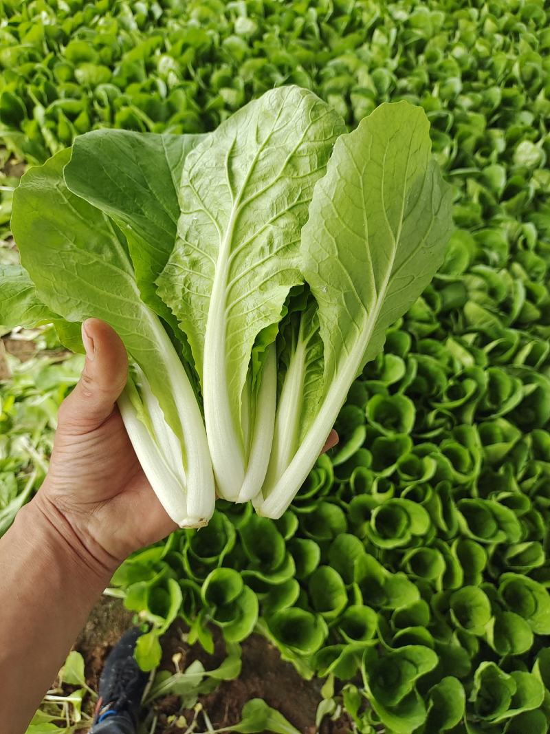 小白菜快菜航白菜小青菜视频看货代收代办，产地直供保质保量