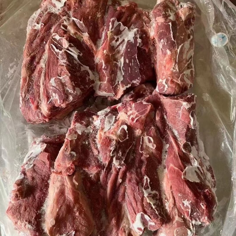 母猪胫骨