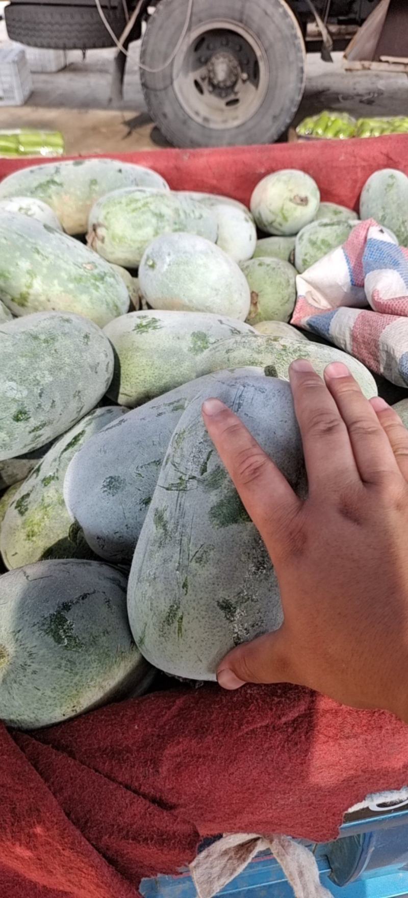 青皮，白霜水果冬瓜。各种型号。保证质量。