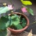 四季开花莲藕苗大型观赏荷花种藕苗莲藕种苗盆栽荷花苗水培